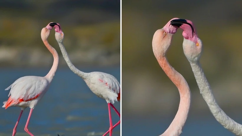 Flamingoların Aşk ve Yaşam Dansı: Gökçeada’da Masalsı Buluşma