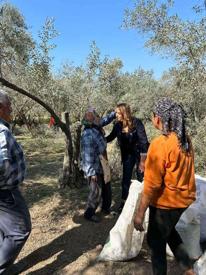 Hataylılar, Depremin Ardından 9 Ay Sonra Zeytin Hasadına Büyük Umutlarla Başladılar Hataylılar, Depremin Ardından 9 Ay Sonra Zeytin Hasadına Büyük Umutlarla Başladılar