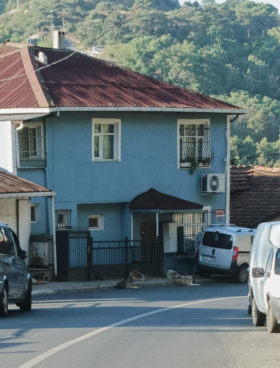 Sokak Köpekleri: Reşitpaşa'da Yaşamı Zorlaştıran Tehlike