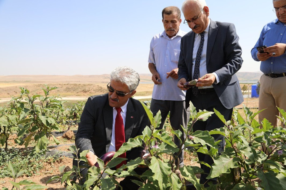 Yerel Tohum Hasadı Devam Ediyor: Bahşılı' da Başarılı Bir Gün Yerel Tohum Hasadı Devam Ediyor: Bahşılı' da Başarılı Bir Gün